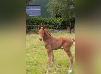 Hanoverian, Stallion, , Chestnut-Red
