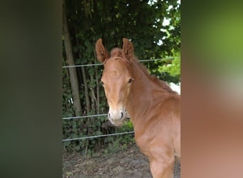 Hanoverian, Stallion, , Chestnut-Red