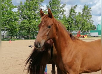Hanoverian, Stallion, Foal (02/2023), Chestnut-Red