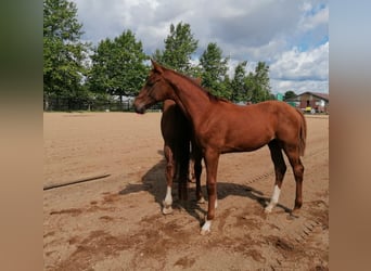 Hanoverian, Stallion, Foal (02/2023), Chestnut-Red