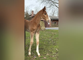 Hanoverian, Stallion, Foal (02/2026), Chestnut-Red