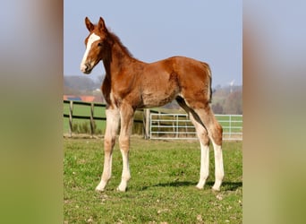 Hanoverian, Stallion, Foal (02/2026), Chestnut-Red