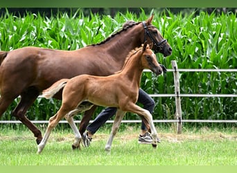 Hanoverian, Stallion, , Chestnut-Red