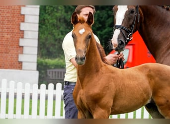 Hanoverian, Stallion, , Chestnut-Red