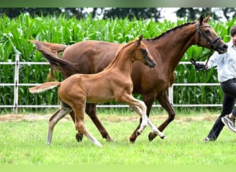 Hanoverian, Stallion, , Chestnut-Red