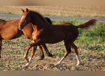 Hanoverian, Stallion, Foal (04/2024), Chestnut-Red