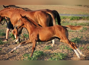 Hanoverian, Stallion, Foal (04/2024), Chestnut-Red