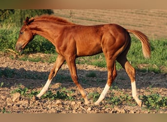 Hanoverian, Stallion, Foal (04/2024), Chestnut-Red