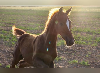 Hanoverian, Stallion, Foal (04/2024), Chestnut-Red