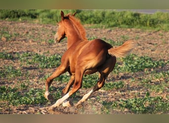 Hanoverian, Stallion, Foal (04/2024), Chestnut-Red