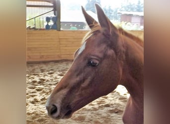 Hanoverian, Stallion, Foal (05/2023), Chestnut-Red