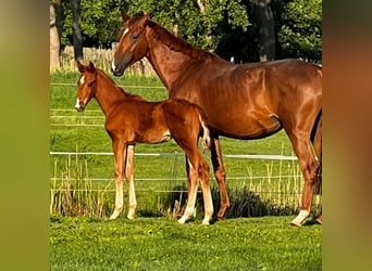 Hanoverian, Stallion, Foal (04/2025), Chestnut-Red