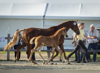 Hanoverian, Stallion, Foal (04/2025), Chestnut-Red
