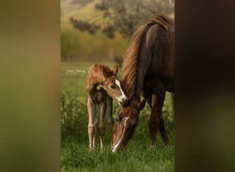 Hanoverian, Stallion, Foal (04/2025), Chestnut-Red