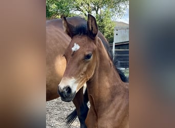 Hanoverian, Stallion, Foal (04/2025), Chestnut-Red