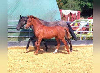 Hanoverian, Stallion, Foal (01/2024), Chestnut-Red