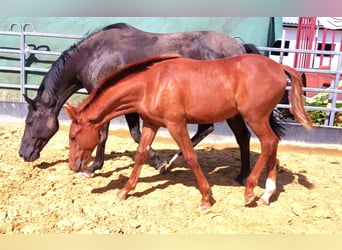 Hanoverian, Stallion, Foal (01/2024), Chestnut-Red