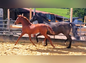 Hanoverian, Stallion, Foal (01/2024), Chestnut-Red