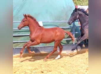 Hanoverian, Stallion, Foal (01/2024), Chestnut-Red