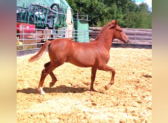 Hanoverian, Stallion, Foal (01/2024), Chestnut-Red