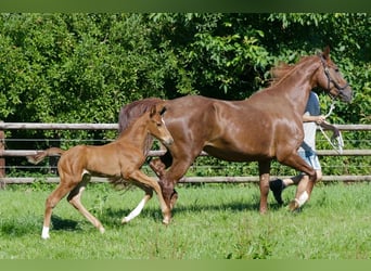 Hanoverian, Stallion, Foal (06/2024), Chestnut-Red