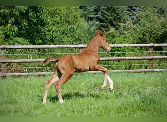 Hanoverian, Stallion, Foal (06/2024), Chestnut-Red