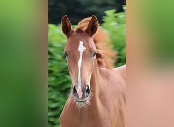 Hanoverian, Stallion, Foal (04/2026), Chestnut-Red