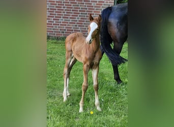 Hanoverian, Stallion, , Chestnut-Red