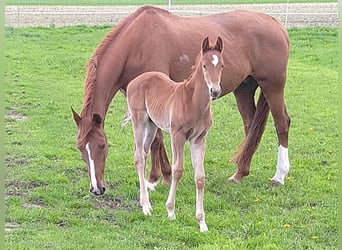 Hanoverian, Stallion, Foal (03/2024), Chestnut-Red