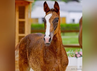 Hanoverian, Stallion, , Chestnut-Red