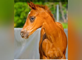 Hanoverian, Stallion, , Chestnut-Red