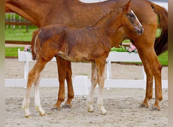 Hanoverian, Stallion, , Chestnut-Red
