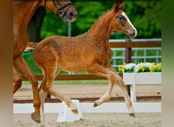 Hanoverian, Stallion, , Chestnut-Red