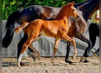 Hanoverian, Stallion, , Chestnut-Red
