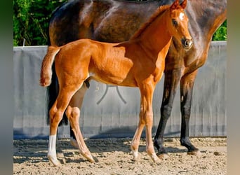 Hanoverian, Stallion, , Chestnut-Red
