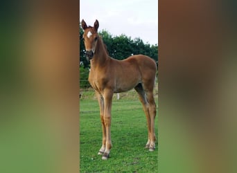 Hanoverian, Stallion, Foal (06/2025), Chestnut-Red