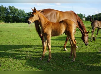 Hanoverian, Stallion, Foal (06/2025), Chestnut-Red