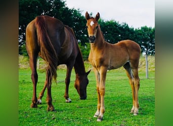 Hanoverian, Stallion, Foal (06/2025), Chestnut-Red