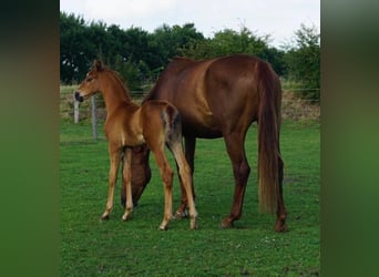 Hanoverian, Stallion, Foal (06/2025), Chestnut-Red