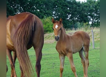 Hanoverian, Stallion, Foal (06/2025), Chestnut-Red