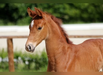 Hanoverian, Stallion, , Chestnut-Red