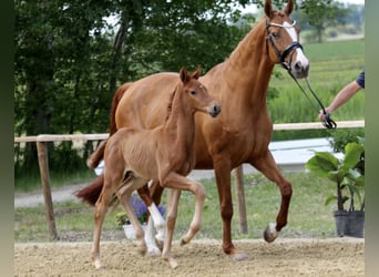 Hanoverian, Stallion, , Chestnut-Red