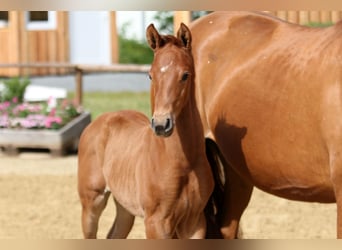 Hanoverian, Stallion, , Chestnut-Red
