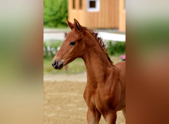 Hanoverian, Stallion, , Chestnut-Red