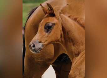 Hanoverian, Stallion, Foal (05/2025), Chestnut-Red