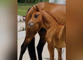 Hanoverian, Stallion, Foal (05/2025), Chestnut-Red