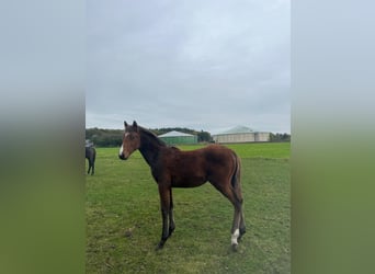 Hanoverian, Stallion, Foal (04/2024), Chestnut-Red