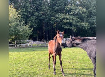 Hanoverian, Stallion, Foal (04/2024), Chestnut-Red