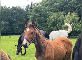 Hanoverian, Stallion, Foal (04/2024), Chestnut-Red