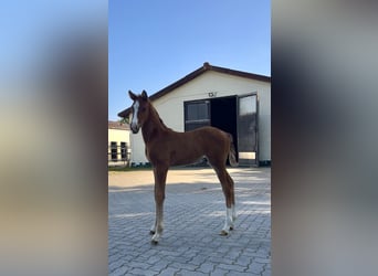 Hanoverian, Stallion, , Chestnut-Red
